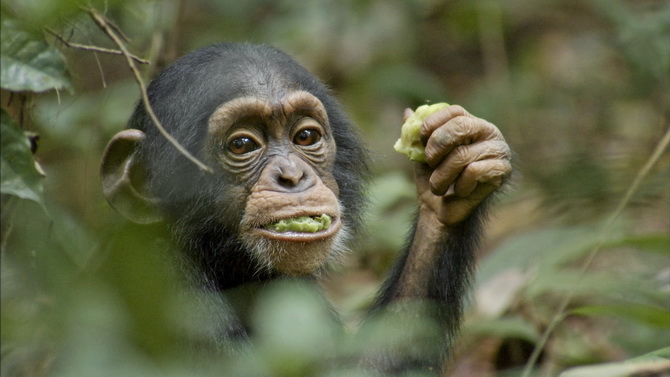10 Chimpanzes Oscar